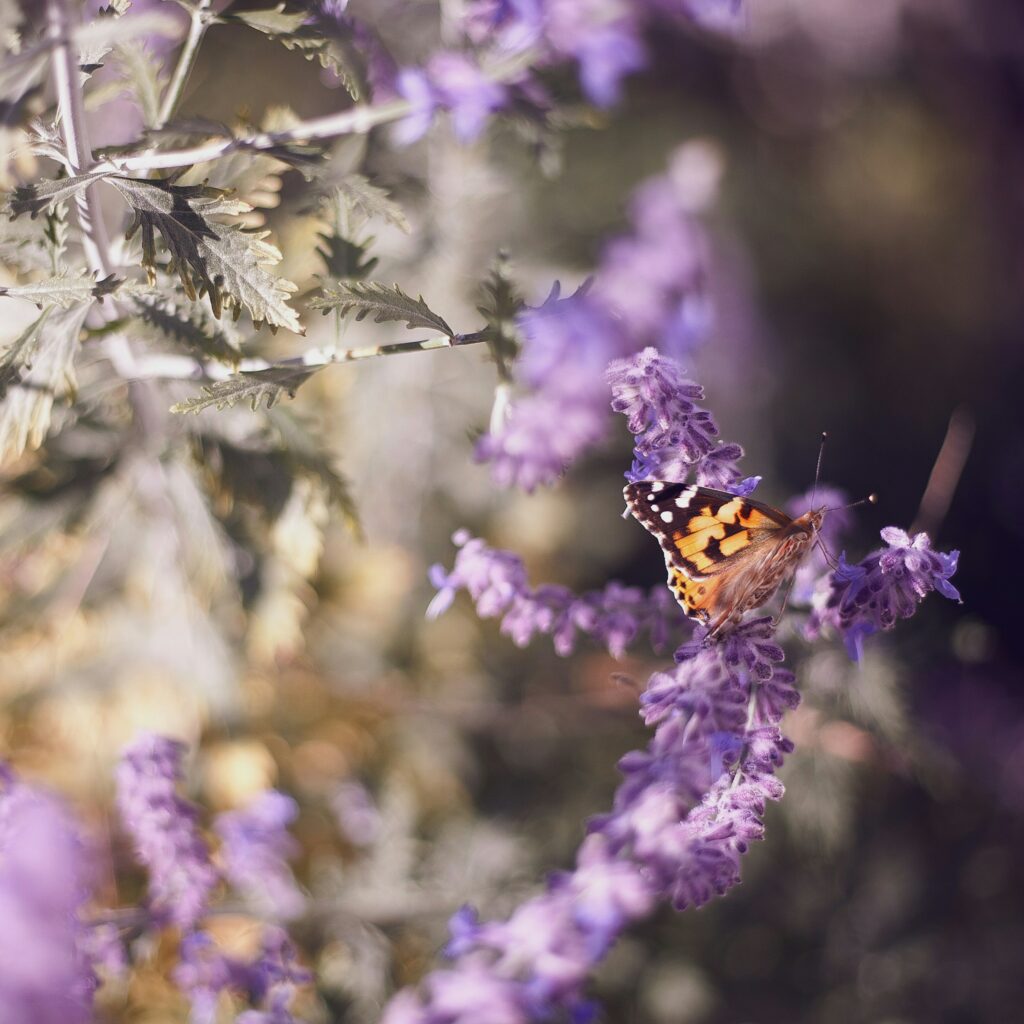 Photographie d'un papillon sur un fleur pour illustrer l'évolution grâce à l'autonomie