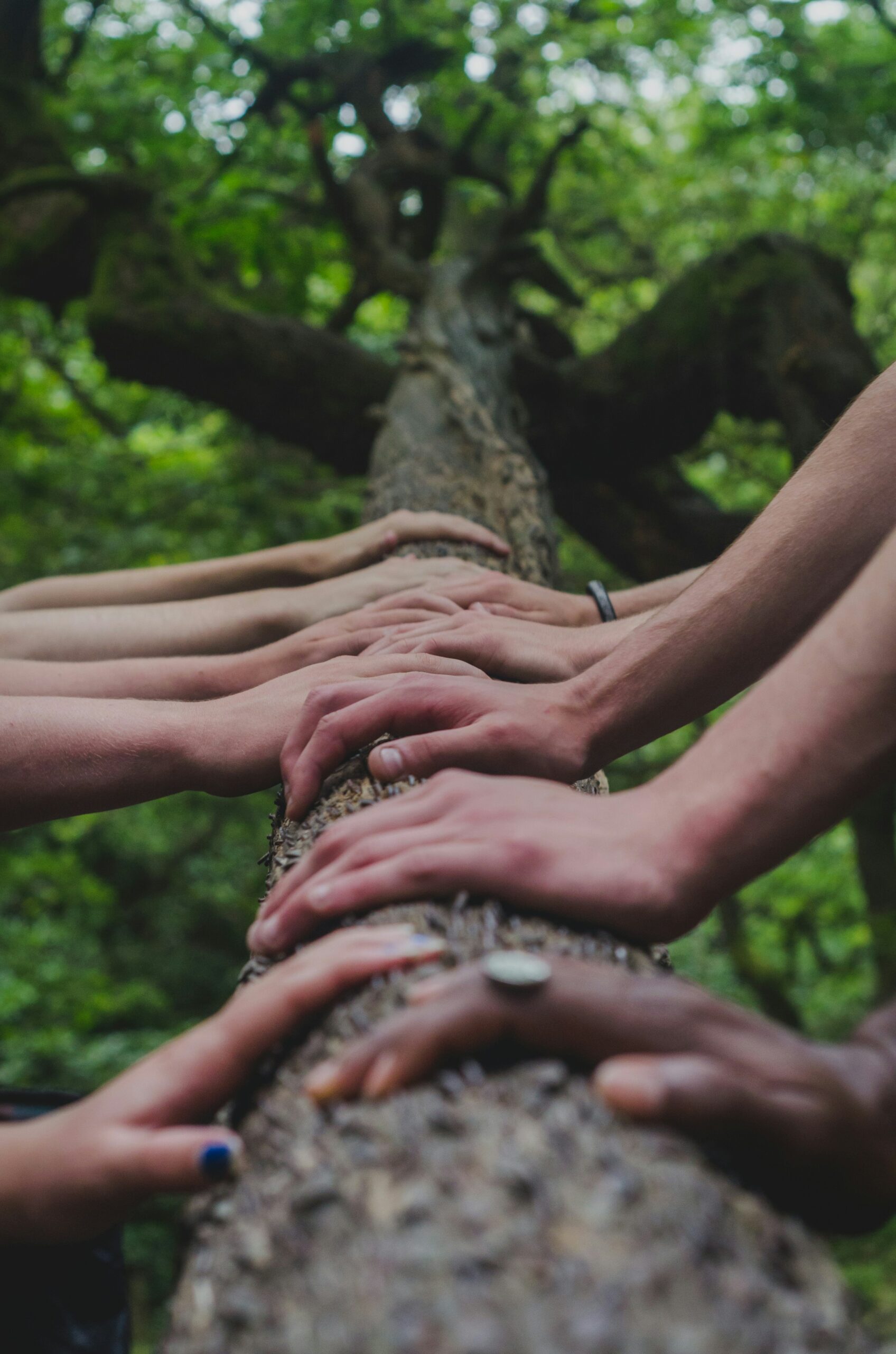 Photo de plusieurs mains posées sur un tronc d'arbre