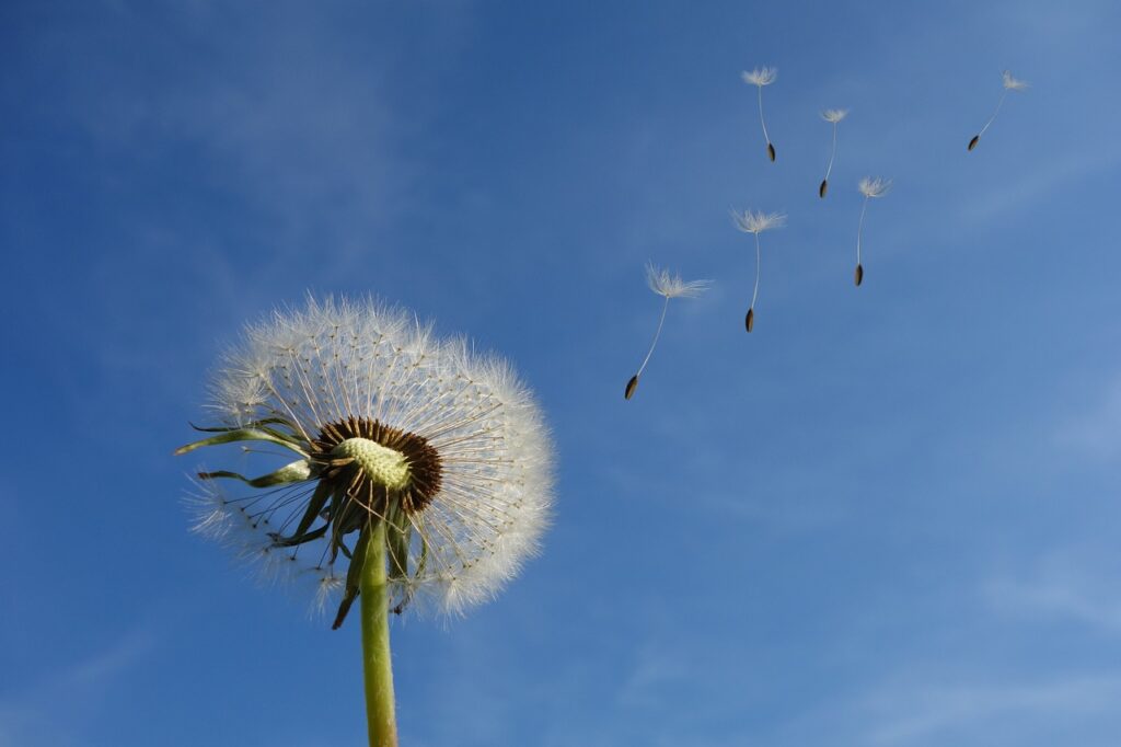 photo d'une fleur de pissenlit dont les graines s'envolent