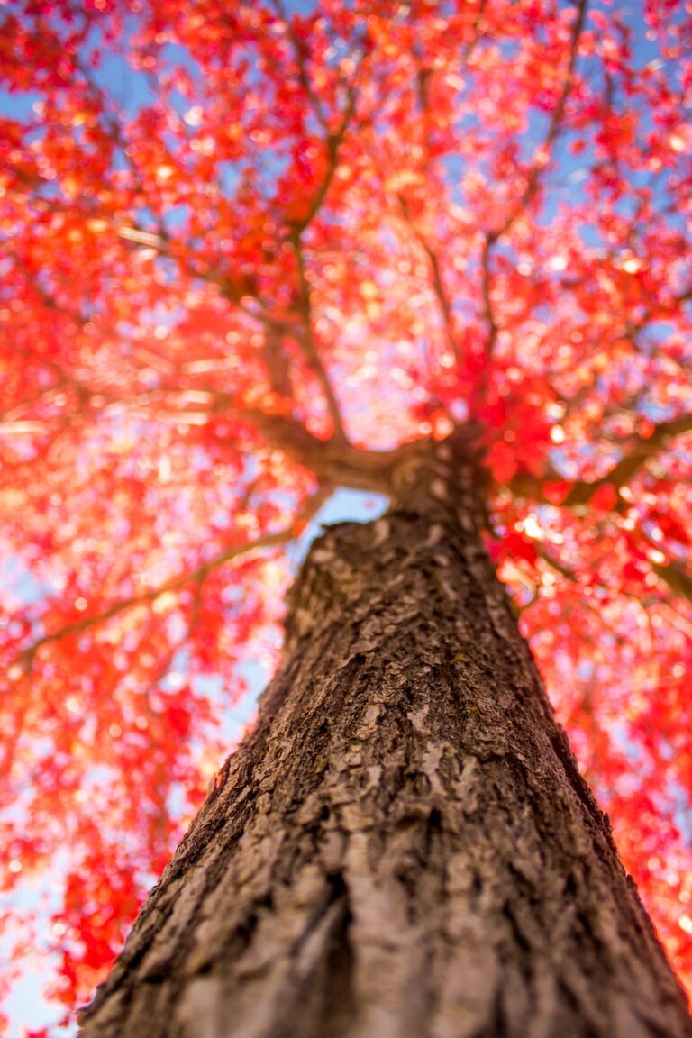 Photo d'un arbre au feuillage rouge oranger en contre plongée.