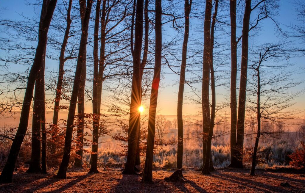 photo d'arbres vu à contre-jour au levé du soleil pour illustrer une image positive de soi-même