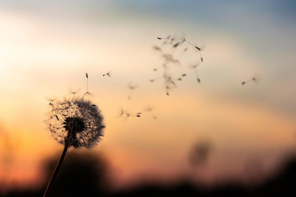 photo de graines de pissenlit s'envolant dans le lever de soleil pour illustrer l'inclusion des personnes en situation de handicap