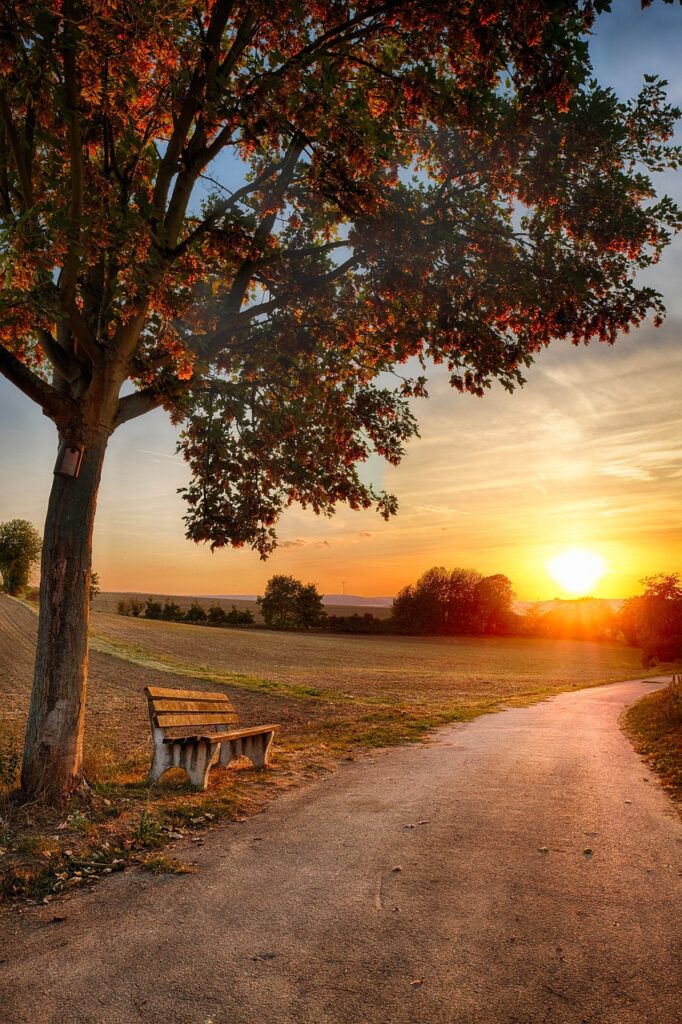 photo d'un lever de soleil sur un chemin bordé d'un arbre au pied duquel il y a un banc pour illustrer le chemin de l'acceptation du handicap