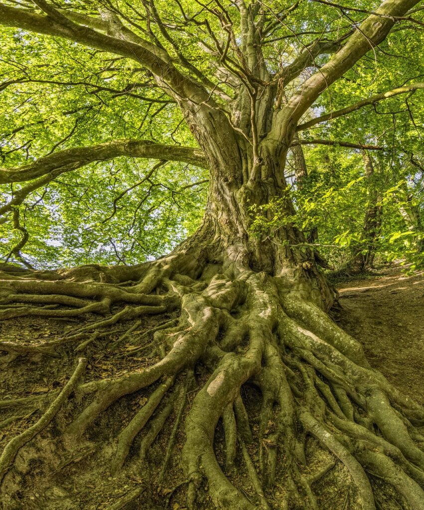 Photo d'un arbre plein de feuilles vertes avec les racines apparentes pour illustrer les bénéfices de la sophrologie