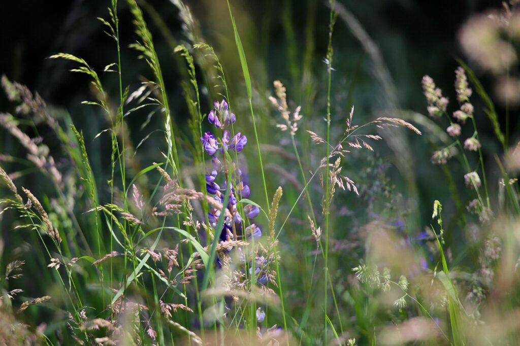Photo de fleurs de champs pour illustrer la diversité des populations et le nombre de personnes atteintes de SEP