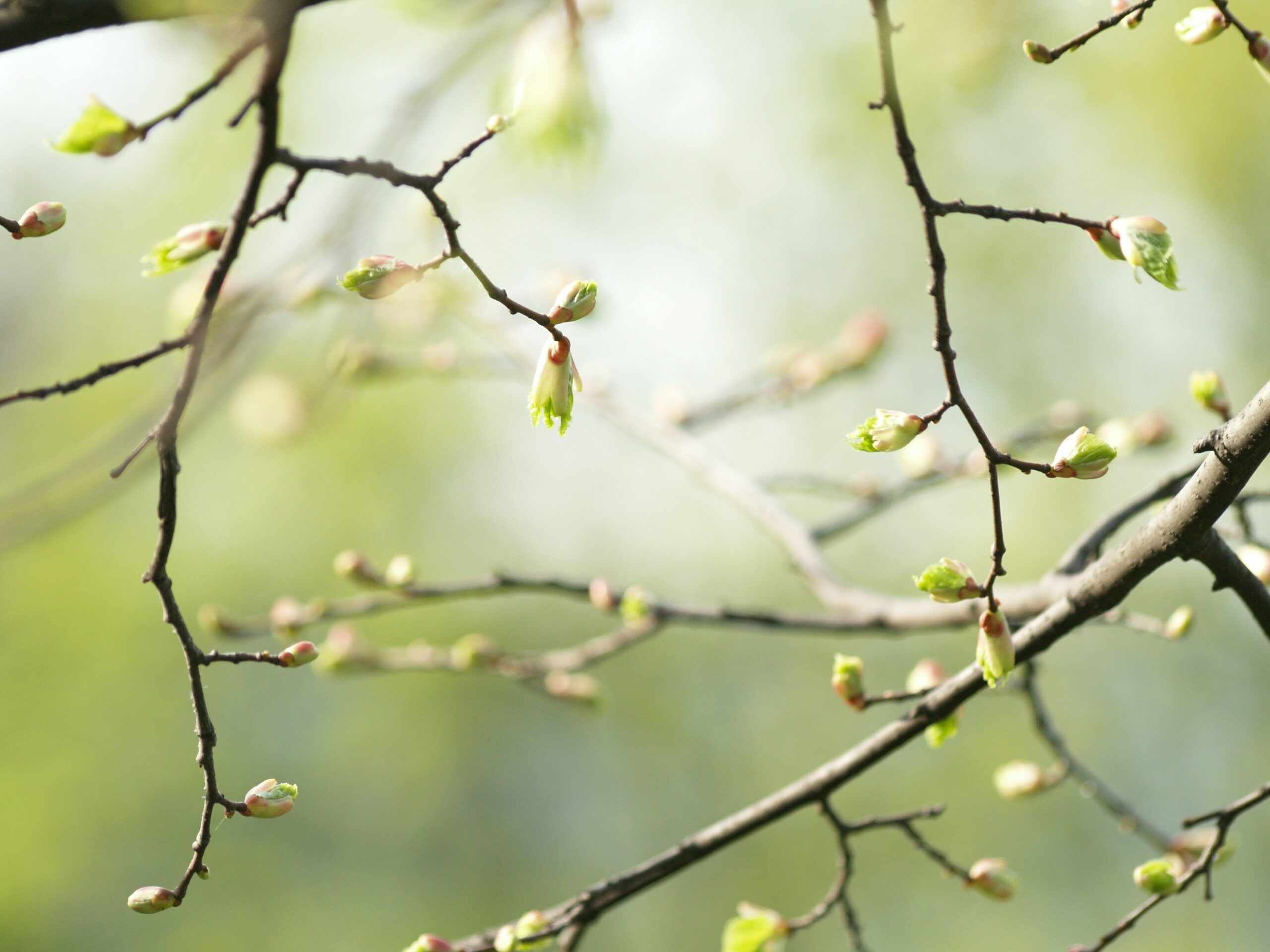photo de bourgeons sur des branches pour illustrer l'entrainement et la persévérance