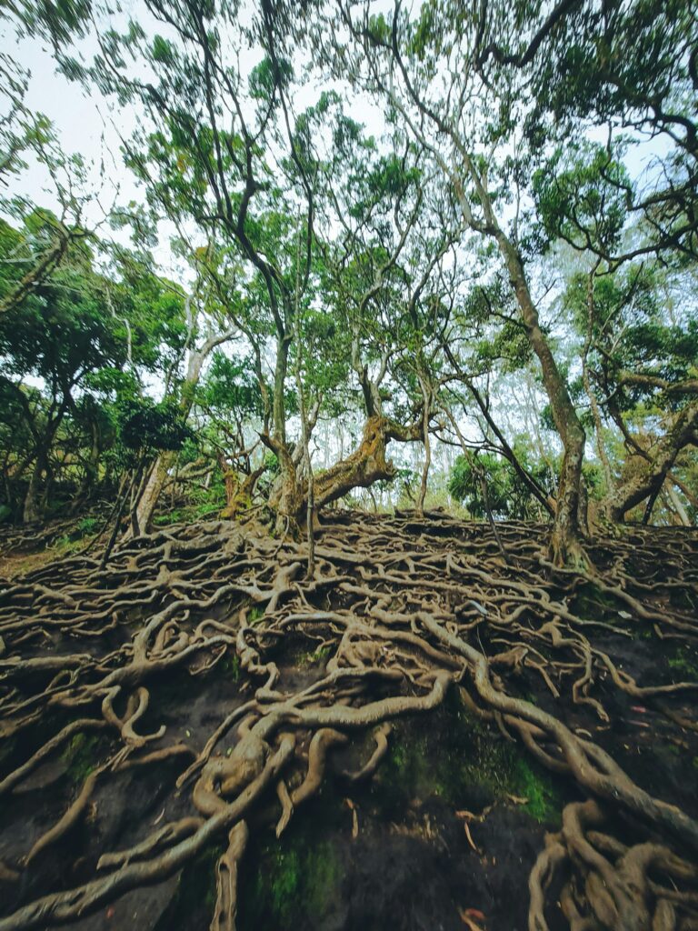 photo des nombreuses racines qui affleurent le sol au premier plan, des arbres avec de jeunes feuilles vertes en arrière plan pour illustrer le réseaux de nerfs qui conduit le signal électrique de la douleur dans le corps.
