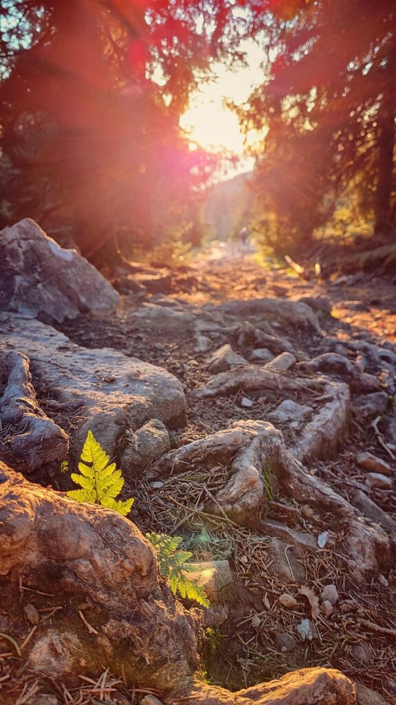 photo des racines affleurant le sol sur un chemin illuminé par le soleil pour illustrer l'aide et le soutien que la sophrologie peut apporter en cas de douleur aiguë