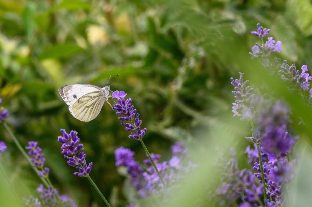 photo d'un papillon tourné vers la droite sur des fleurs de lavande pour illustrer l'apaisement