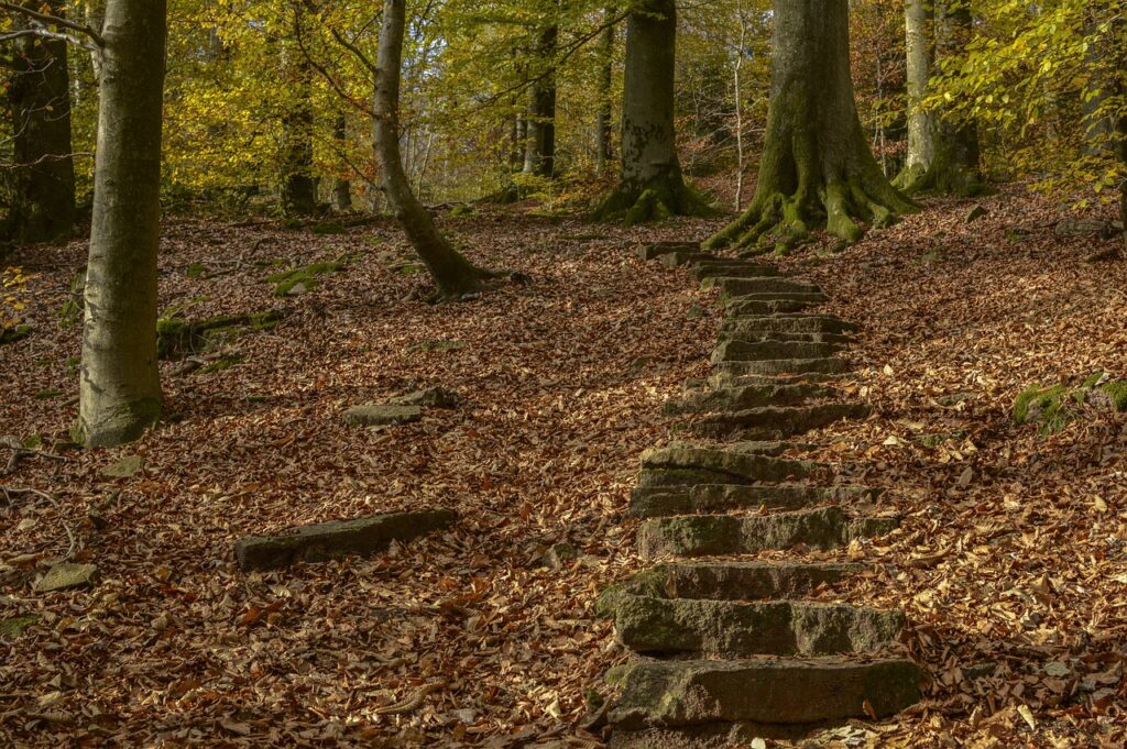 Photo de marches dans un chemin de randonné recouvert de feuillet brune et sinisant à travers les arbres pour figurer que les douleurs psychosomatiques progressent inexorablement si elles ne sont pas prise en charge.